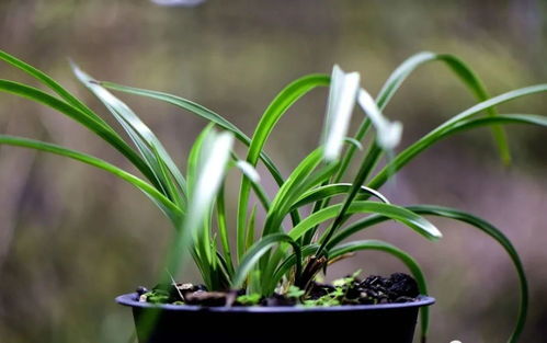 兰花种子发芽的奥秘，你了解多少？