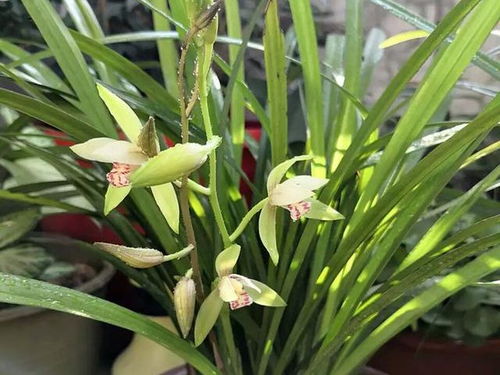 如何移植兰花？