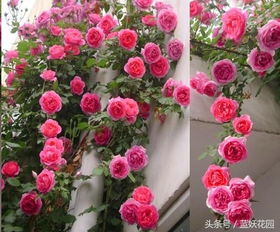 养花达人分享：三种美爆家园的爬藤月季品种