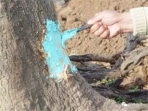 处理伤口：别让树木心碎