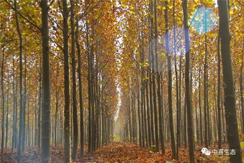 种植穴的准备，你Zuo到了吗？