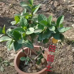 适合田园土种植且既耐旱又抗病的花有哪些品种？