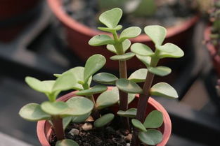 金枝玉叶盆栽养护入门指南