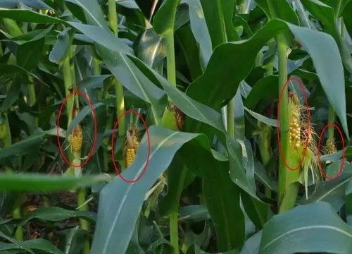 玉米叶锈病， 产量减少的隐忧