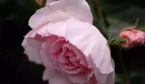 第二款：艾莎月季