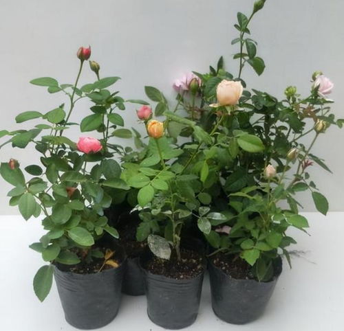 冬季的呵护， 四季玫瑰的温暖过冬