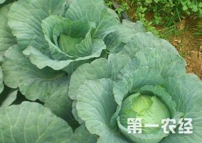 夏季甘蓝种植最佳时间是什么时候？有哪些技巧可以保证甘蓝生长