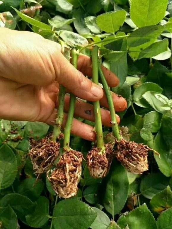 盆栽腊梅快速生根，如何做到又快又好