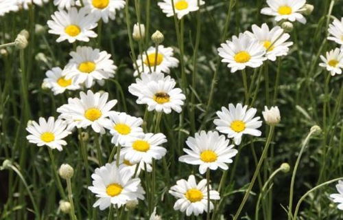 施肥要讲究时辰