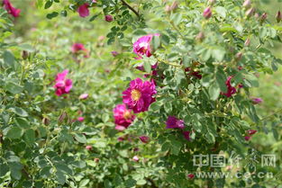 地栽玫瑰和盆栽玫瑰， 浇水方法不一样