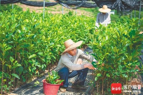 揭秘畜牧领域：掌握苗木嫁接技术，提高养殖效率！
