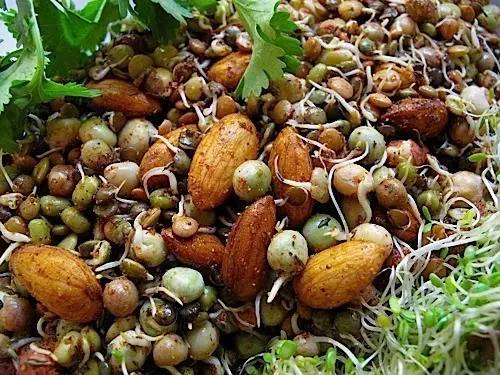 杏仁发芽的室温小秘密