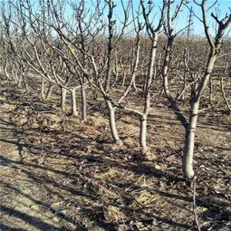 五角枫的产量与种植技巧