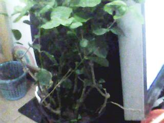 茉莉植株太老，如何巧妙修剪