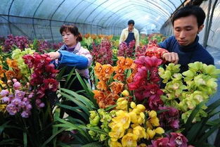 鲜花批发市场哪里最便宜？这几个地方进货价超低