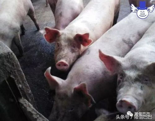 如何仅通过观察猪的被毛和皮肤就Neng判断其健康状况？