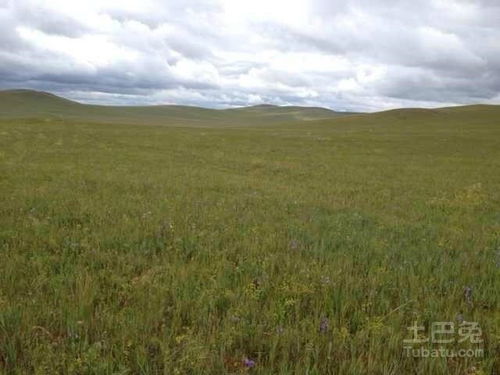 羊草：抗造又高产