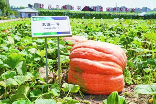 南瓜生长周期：从播种到收获仅需60天！
