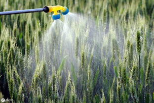 娘家人对小麦的呵护：药肥施用与纹枯病防治