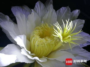 揭秘昙花的神秘绽放：一次花开之谜与不朽的花期