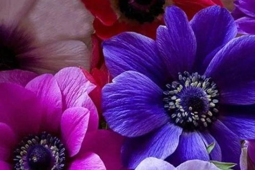 静听花开， 与草木共呼吸的治愈时光