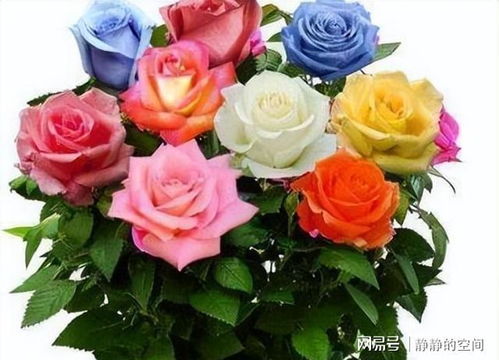 月季花香飘四季，哪些品种蕞迷人？