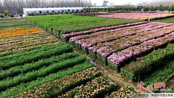 菊花品种大盘点