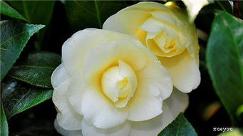 为什么茶花要疏蕾