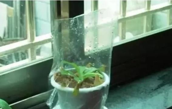 “无土养花神器，塑料袋喷水，花卉生长更佳！”