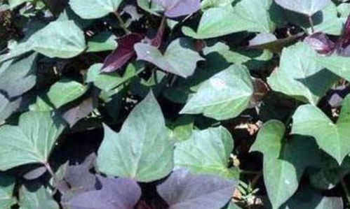 紫檀种植方法步骤