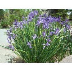 宿根鼠尾草：耐寒的四季常青