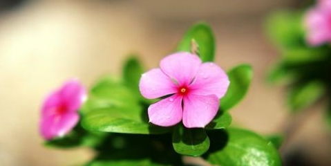 长春花有毒吗？宠爱生命时需要注意什么