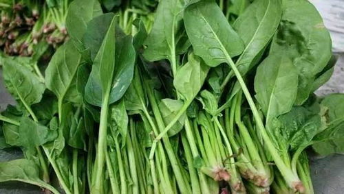 菠菜长斑了怎么办？己唑醇Neng救命吗？