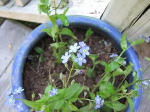 选择优质的勿忘我种子