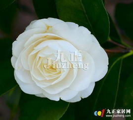 茶花的养殖方法