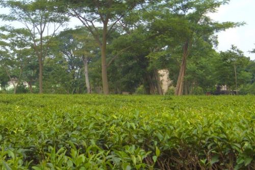 茶树种植适合使用什么类型的肥料来提高产量和品质