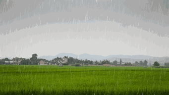 适合在坡地阳台种植的花儿们