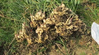 菊芋田间清除杂草的方法