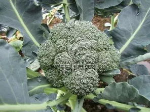 花椰菜：白色的花海