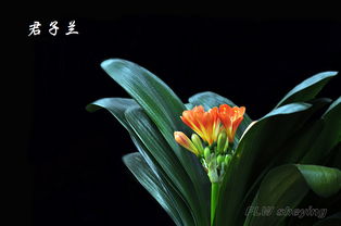 温婉气质， 源于君子兰的内涵