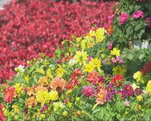 夏花绽放！#百合花# 夏季种植攻略，轻松养出美丽百合🌷