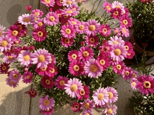 春意盎然北方的白色花朵哪家强?