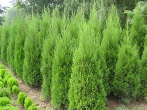 推荐商家在哪里