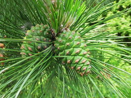 油松籽蕞佳种植时间探究