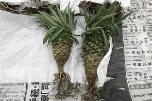 多肉植物根系修剪时如何避免损伤，有哪些技巧可以确保修剪后根系健康生长