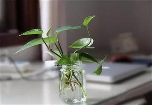 惯与常春藤的扦插那些事儿