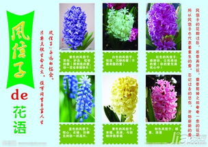 紫色风信子花语中，那神秘的传说究竟蕴含着怎样的深意