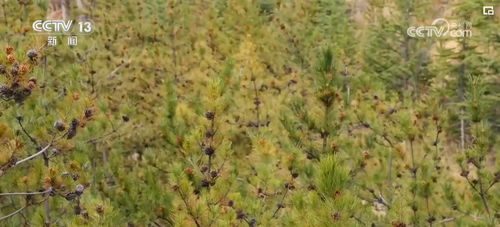 南北差异应对策略