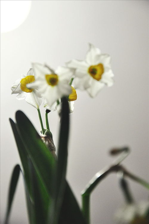 花朵低头垂时 时会被称作“休眠姿态”