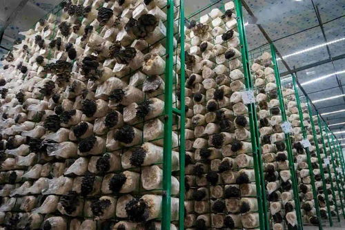 创新农业废弃物生物处理技术，助力绿色养殖